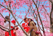 【春节特辑】特的美丽“樱”你而绽放~带你赖坊看樱花！一日游